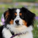 australian-shepherd-3237735_960_720.jpg
