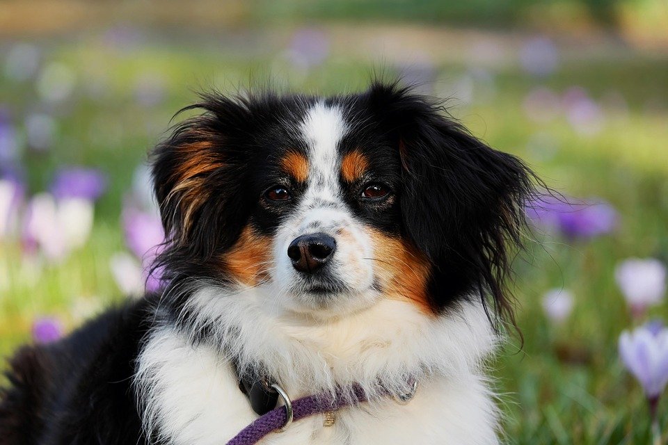 australian-shepherd-3237735_960_720.jpg