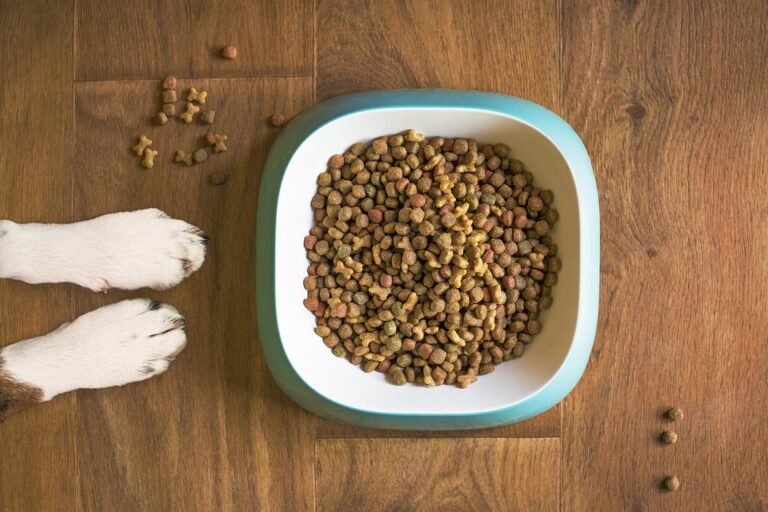 dog-food-5168940_960_720.jpg