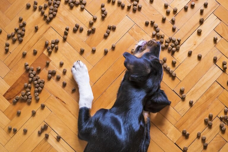 dog-food-5175619_960_720.jpg