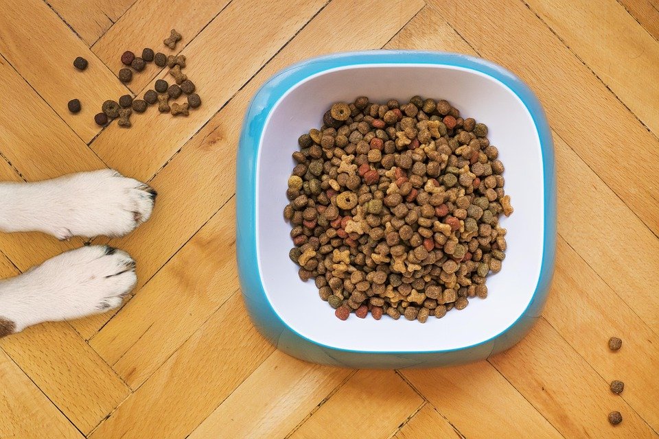 dry-dog-food-5198627_960_720.jpg
