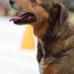 dog-competition-5240938_960_720.jpg