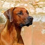 rhodesian-ridgeback-2727035_960_720.jpg