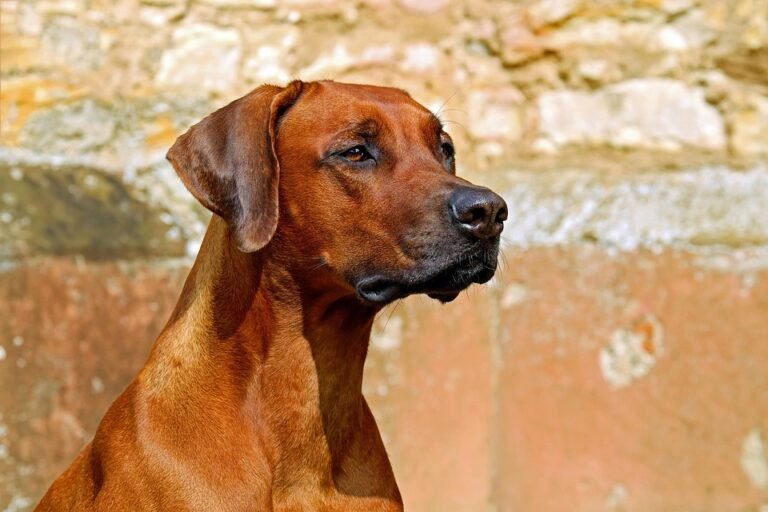 rhodesian-ridgeback-2727035_960_720.jpg